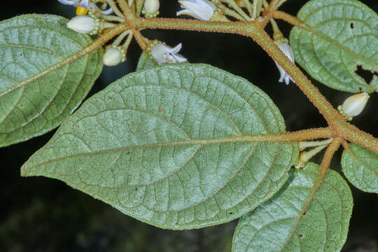 Image of Lycianthes ocellata (J. D. Sm.) Morton & Standl.