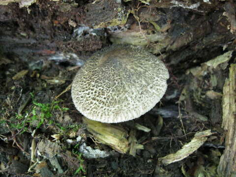 Imagem de Tricholoma atrosquamosum Sacc. 1887