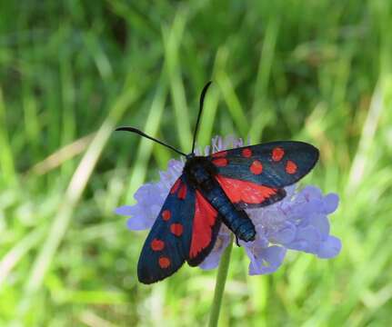 Image of Zygaena angelicae Ochsenheimer 1808