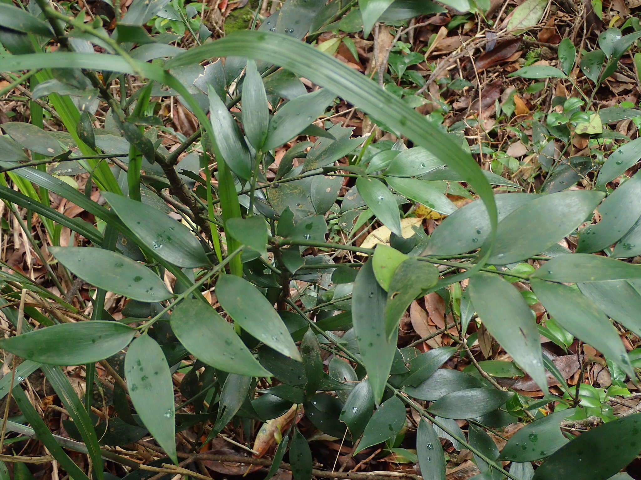 Image of Asian bayberry