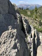 Image of Castle Crags bellflower