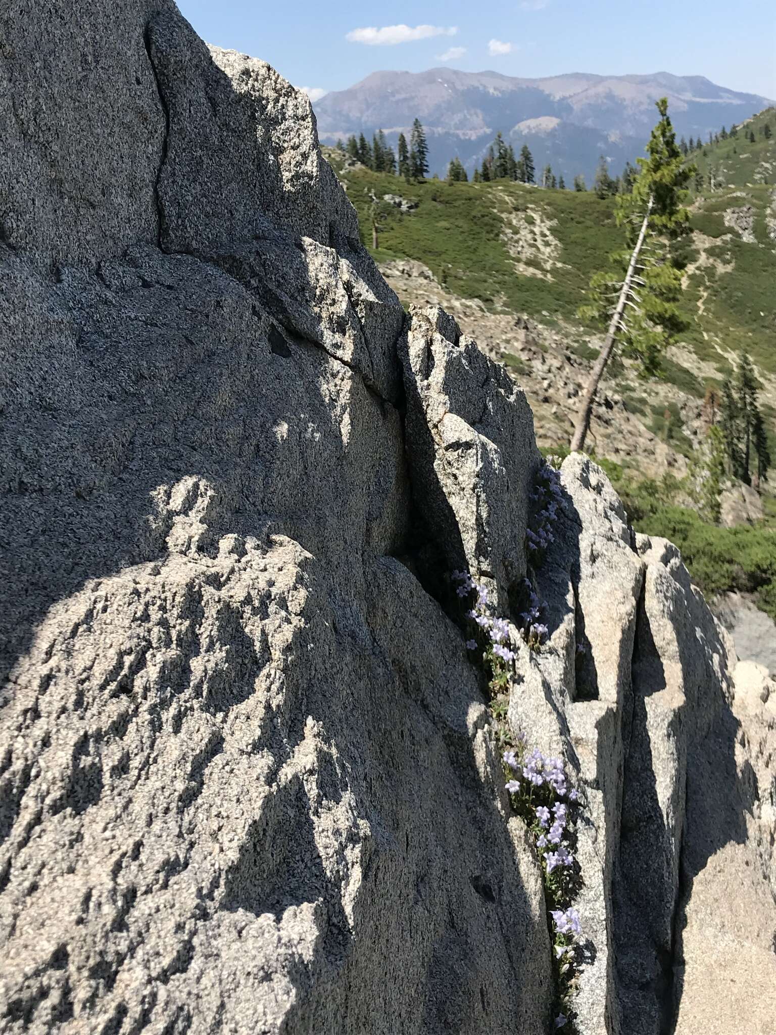 Image of Castle Crags bellflower