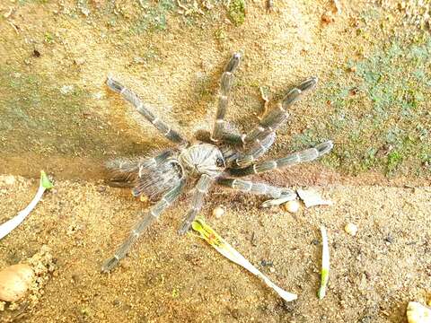 Image of Orange Baboon Tarantula