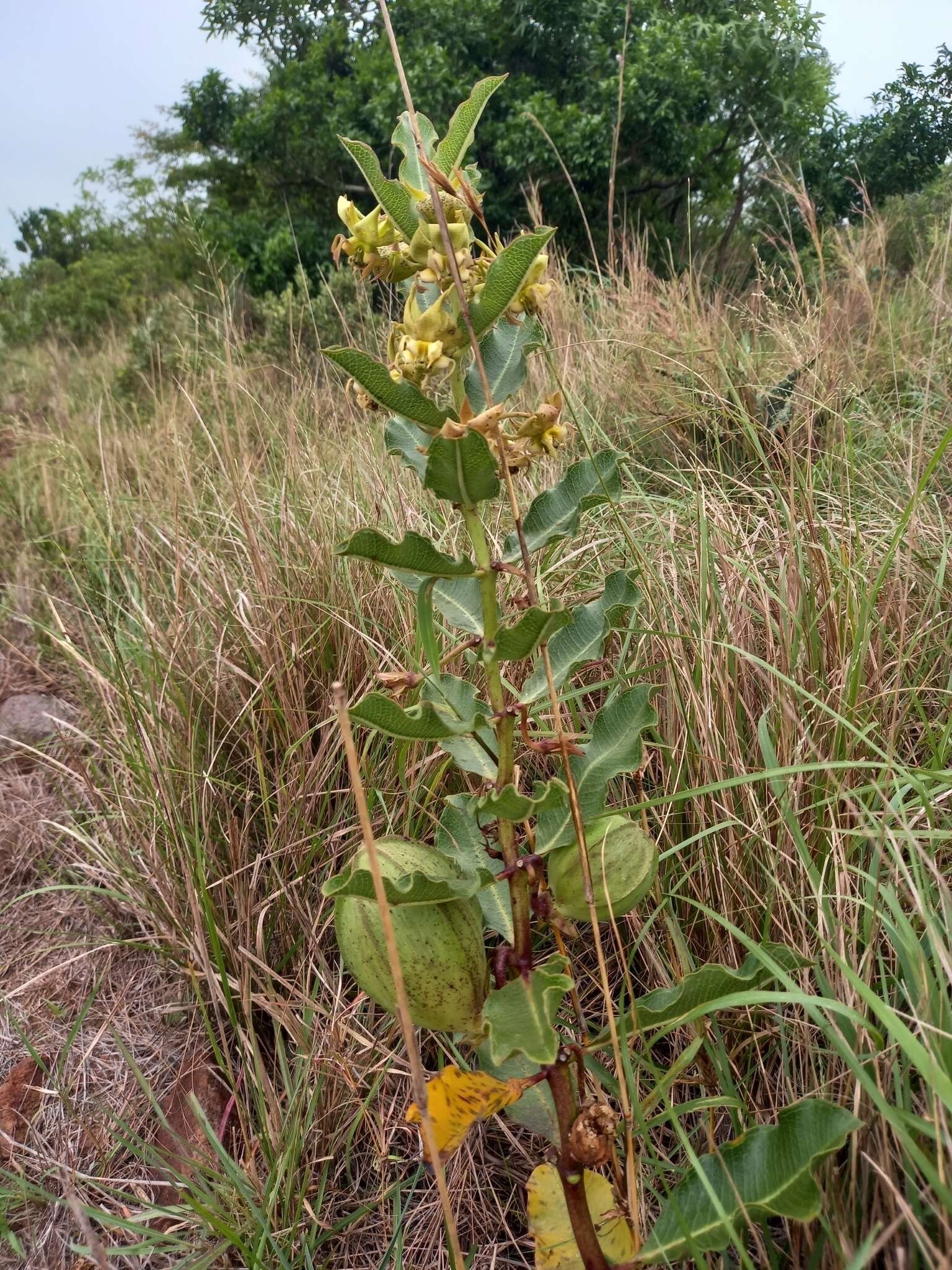 Image de Pachycarpus appendiculatus E. Mey.