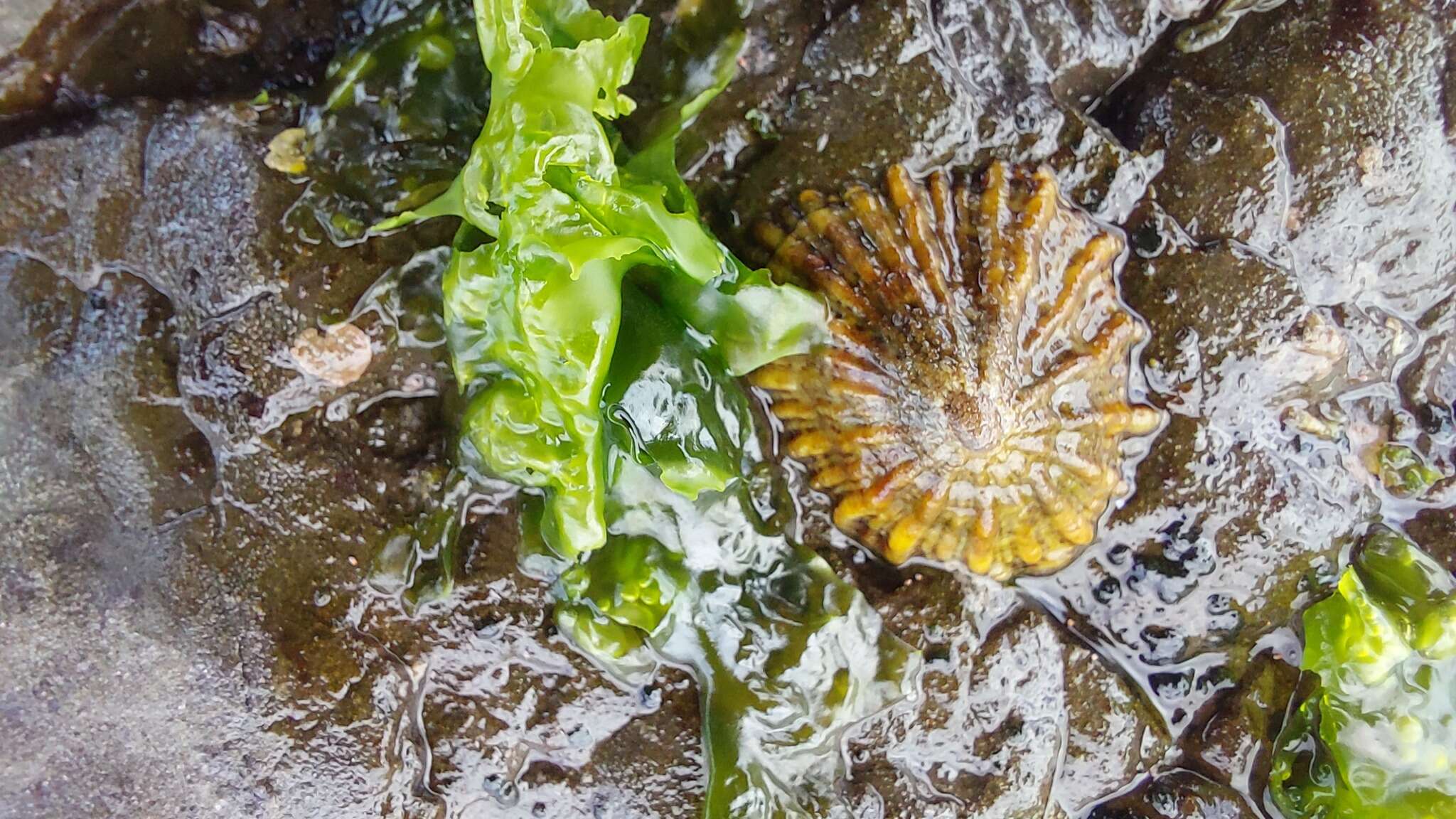 Imagem de Siphonaria laciniosa (Linnaeus 1758)