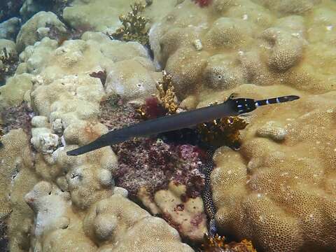 Image of Atlantic cornetfish