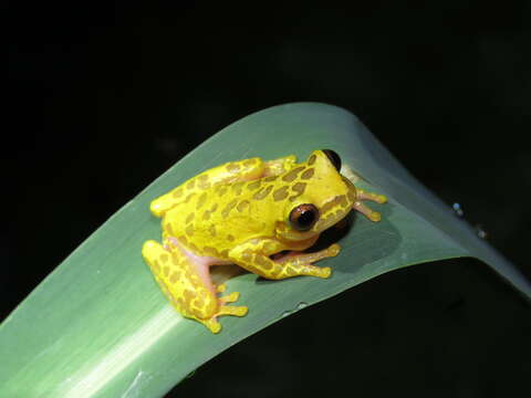 Image of Dendropsophus arndti Caminer, Milá, Jansen, Fouquet, Venegas, Chávez, Lougheed & Ron 2017