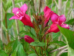 Image of crimson weigela