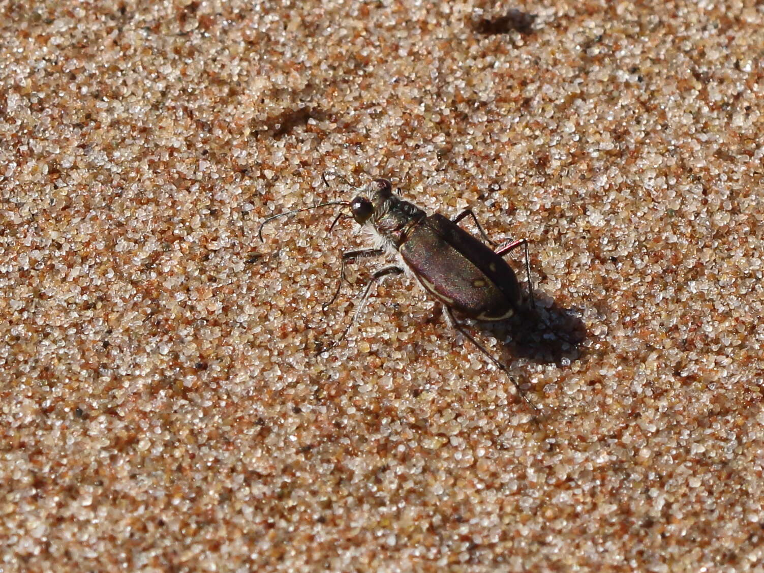 Image of Hairy-necked Tiger Beetle