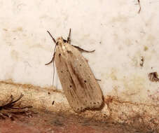 Imagem de Agonopterix pallorella Zeller 1839