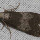 Aphomia baryptera Lower 1901的圖片