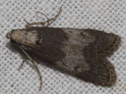 Aphomia baryptera Lower 1901的圖片