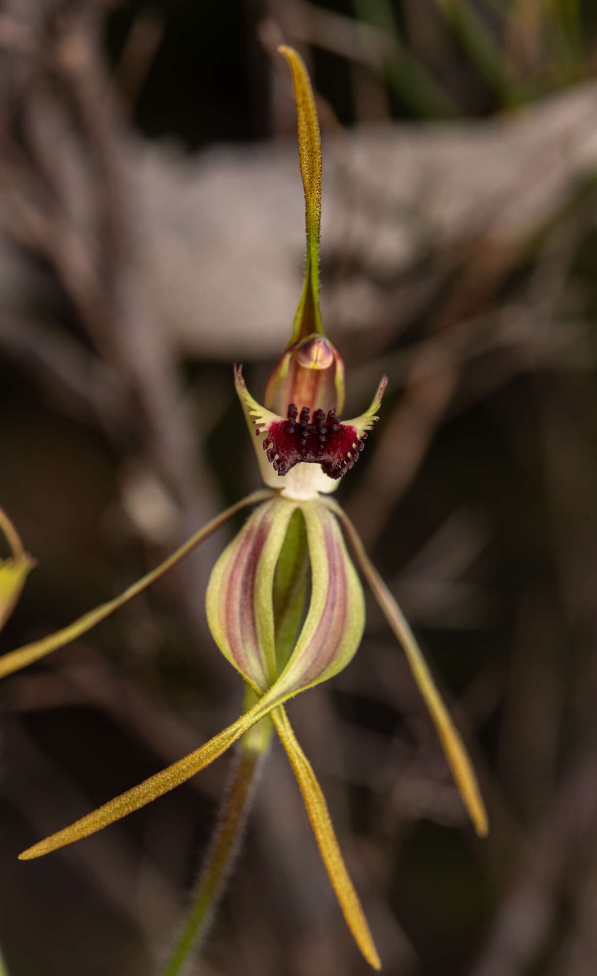 Image of Clubbed spider orchid