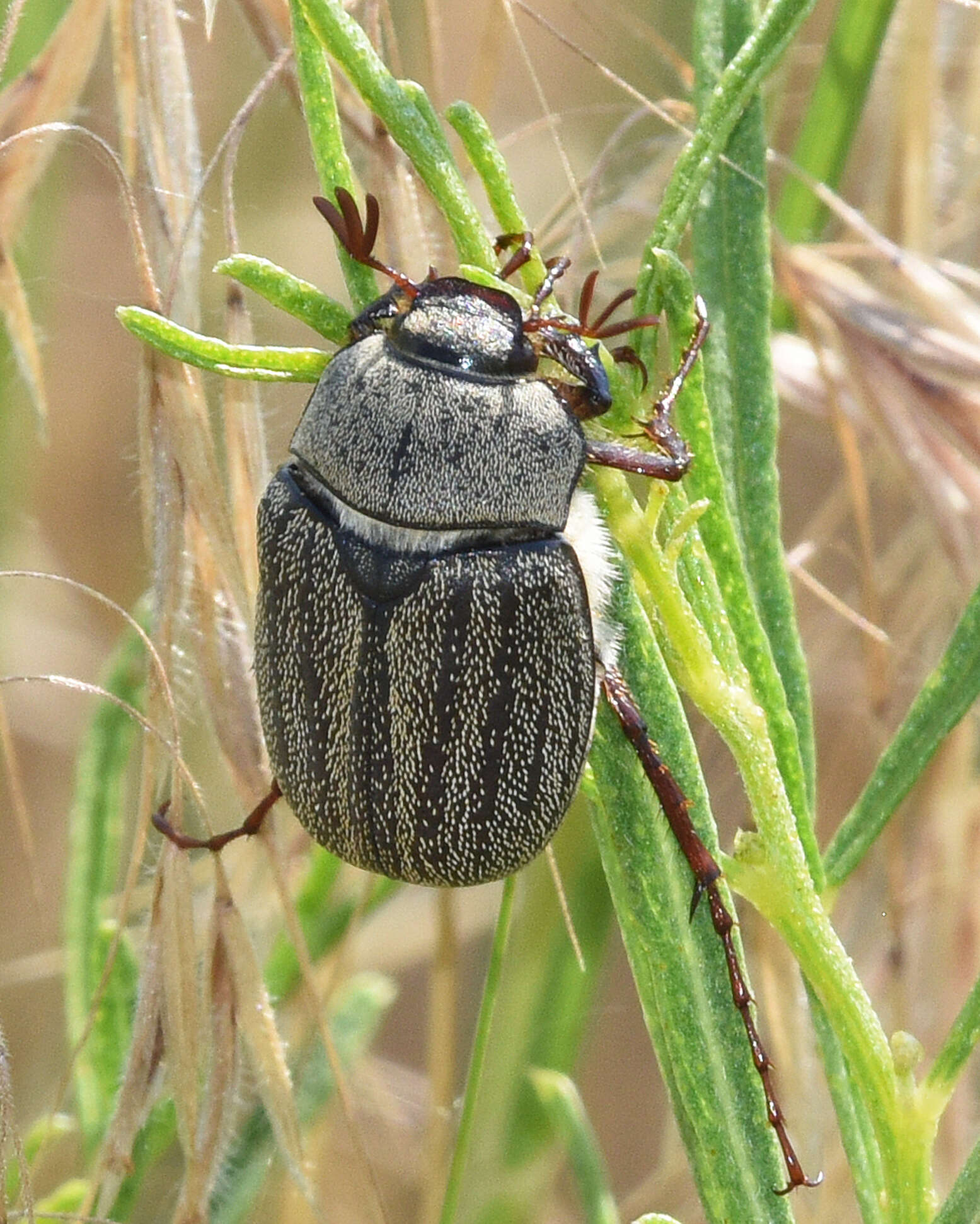 Sivun Phyllophaga (Tostegoptera) lanceolata (Say 1824) kuva