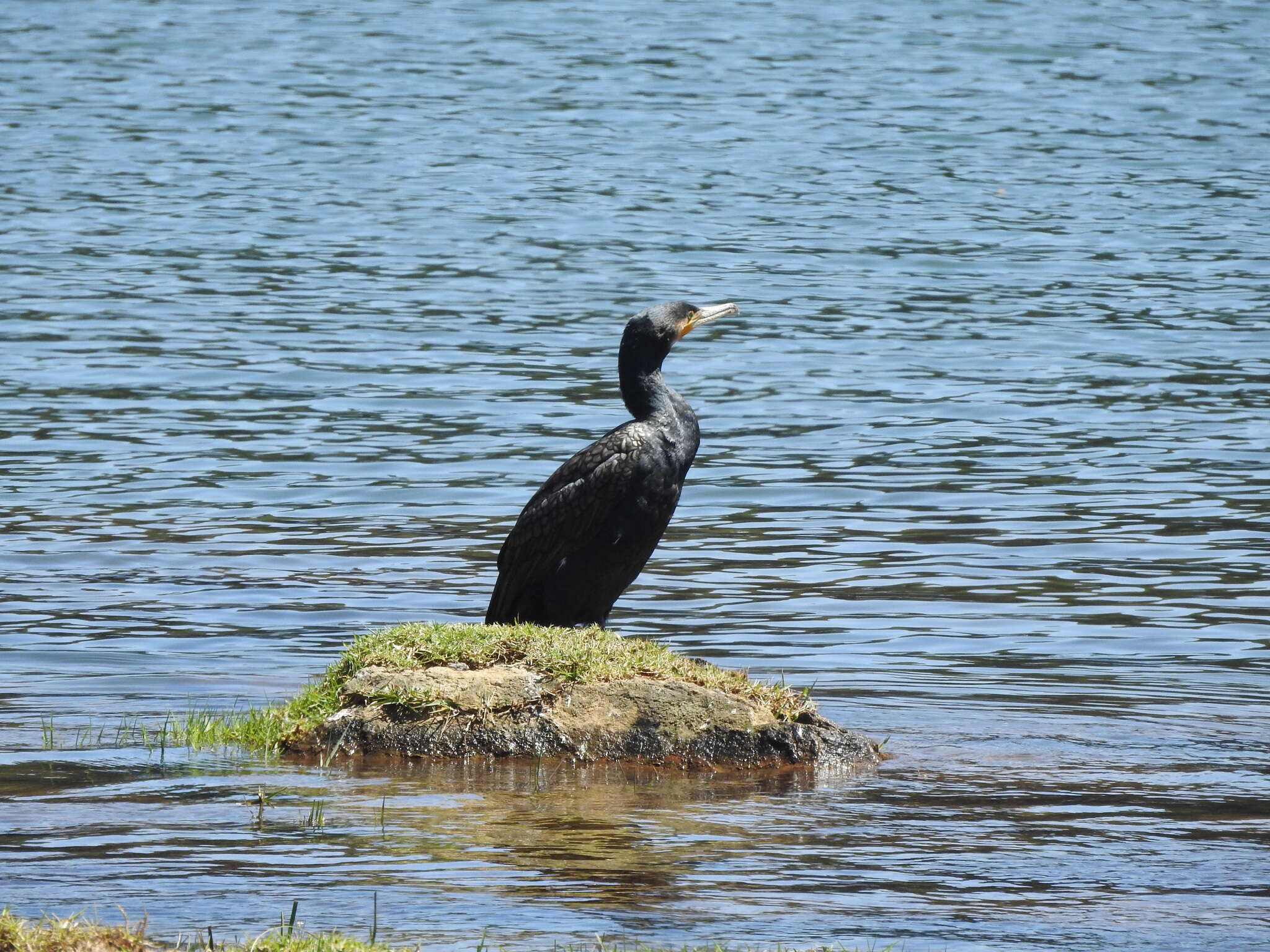 Image of Indian Cormorant