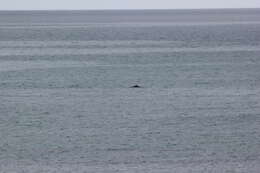 Image of Indian Humpback Dolphin