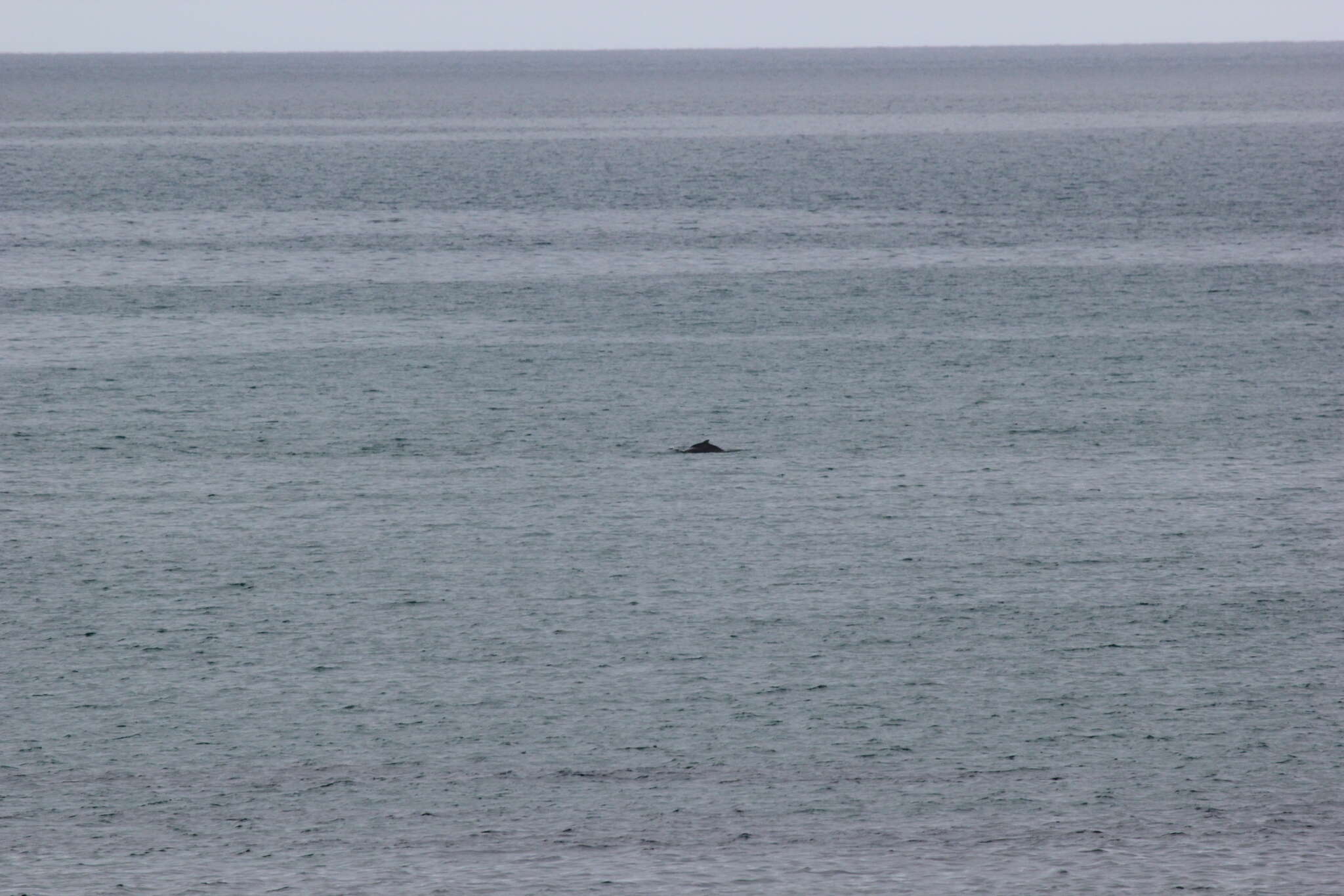 Image of Indian Humpback Dolphin