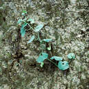 Image of Aristolochia prostrata Duch.