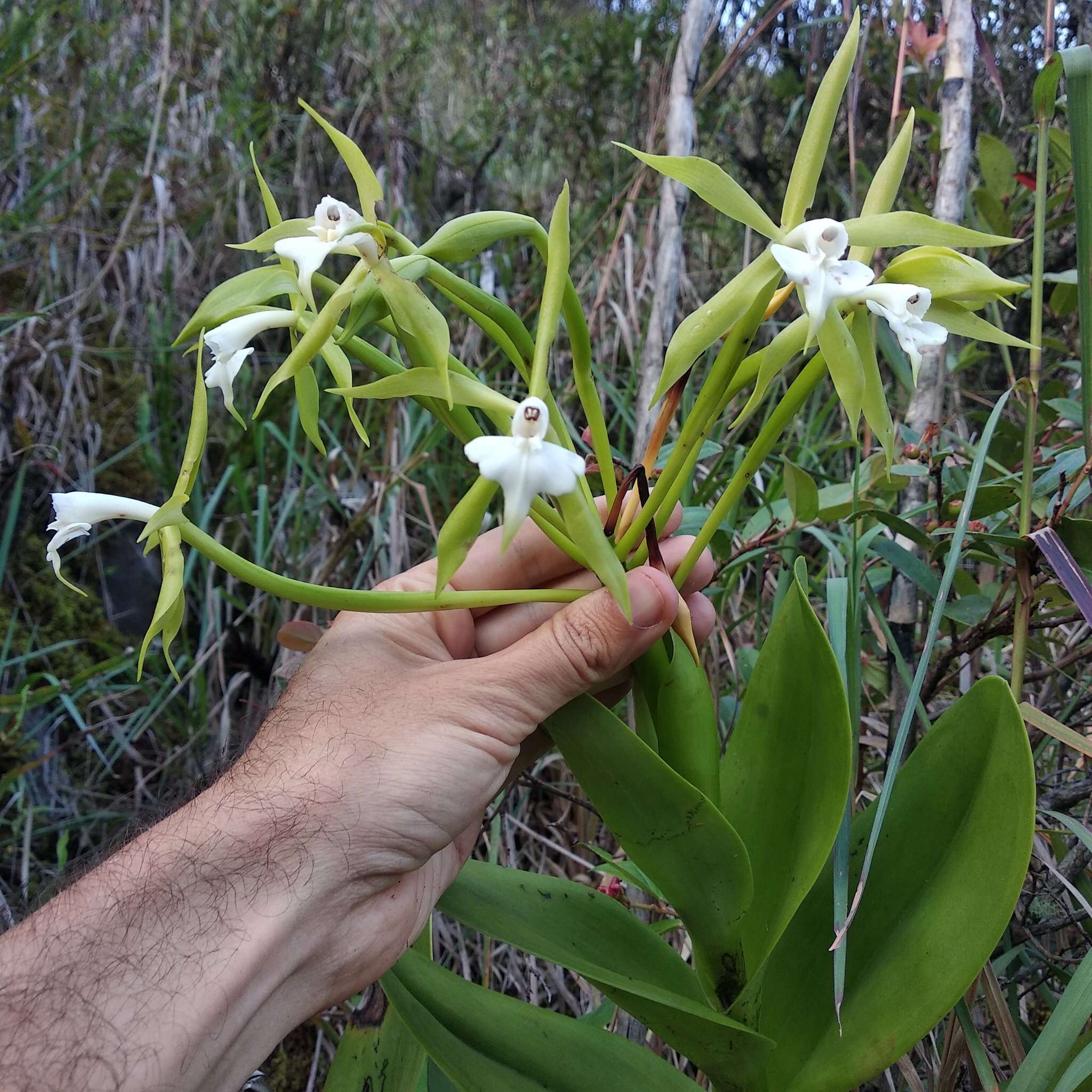 Image of Epidendrum lacustre Lindl.