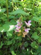 Image of American vetch