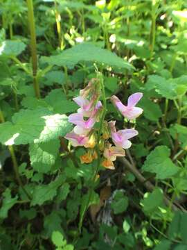 Imagem de Vicia americana Willd.