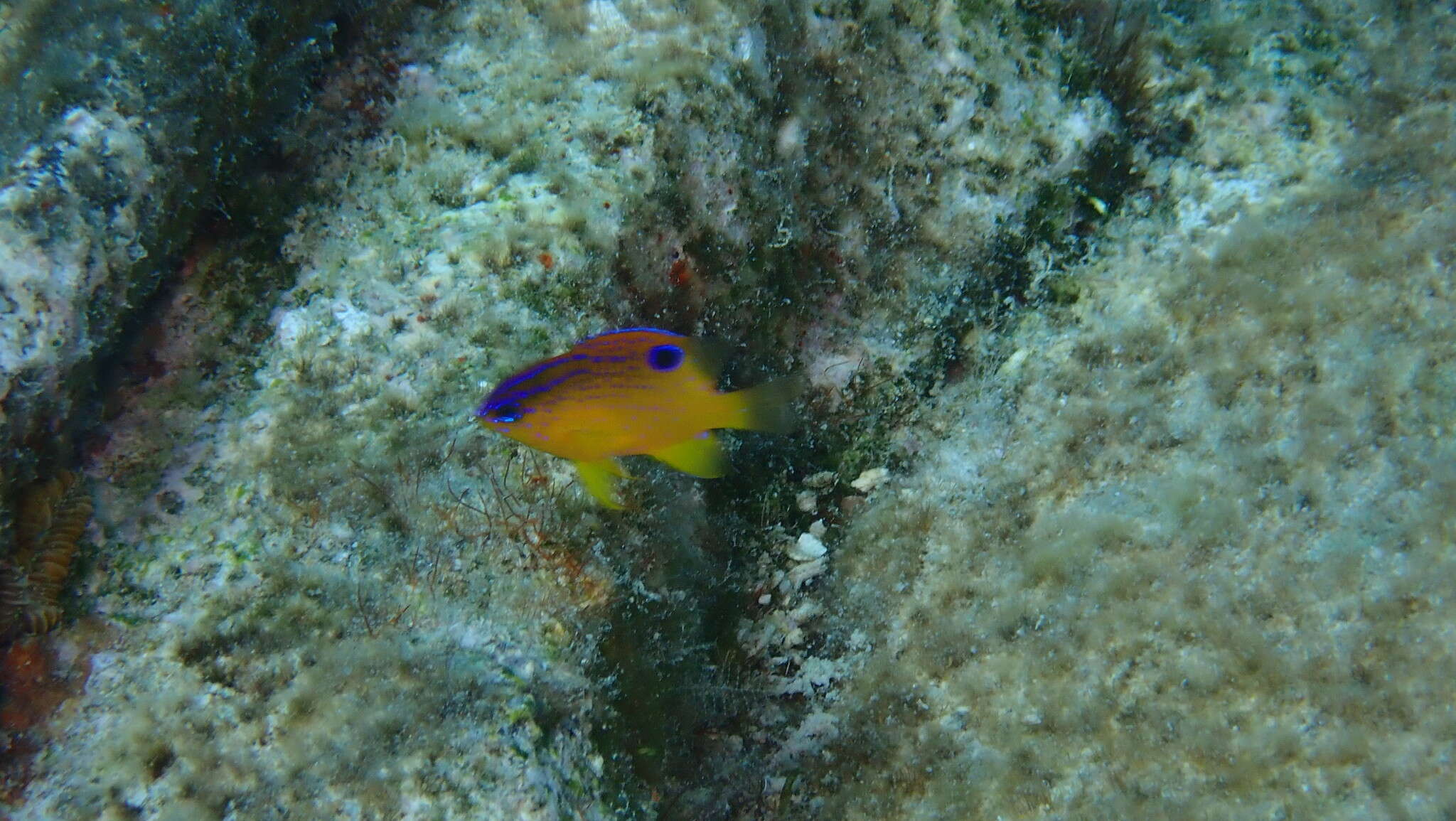 Image of Honey Damselfish