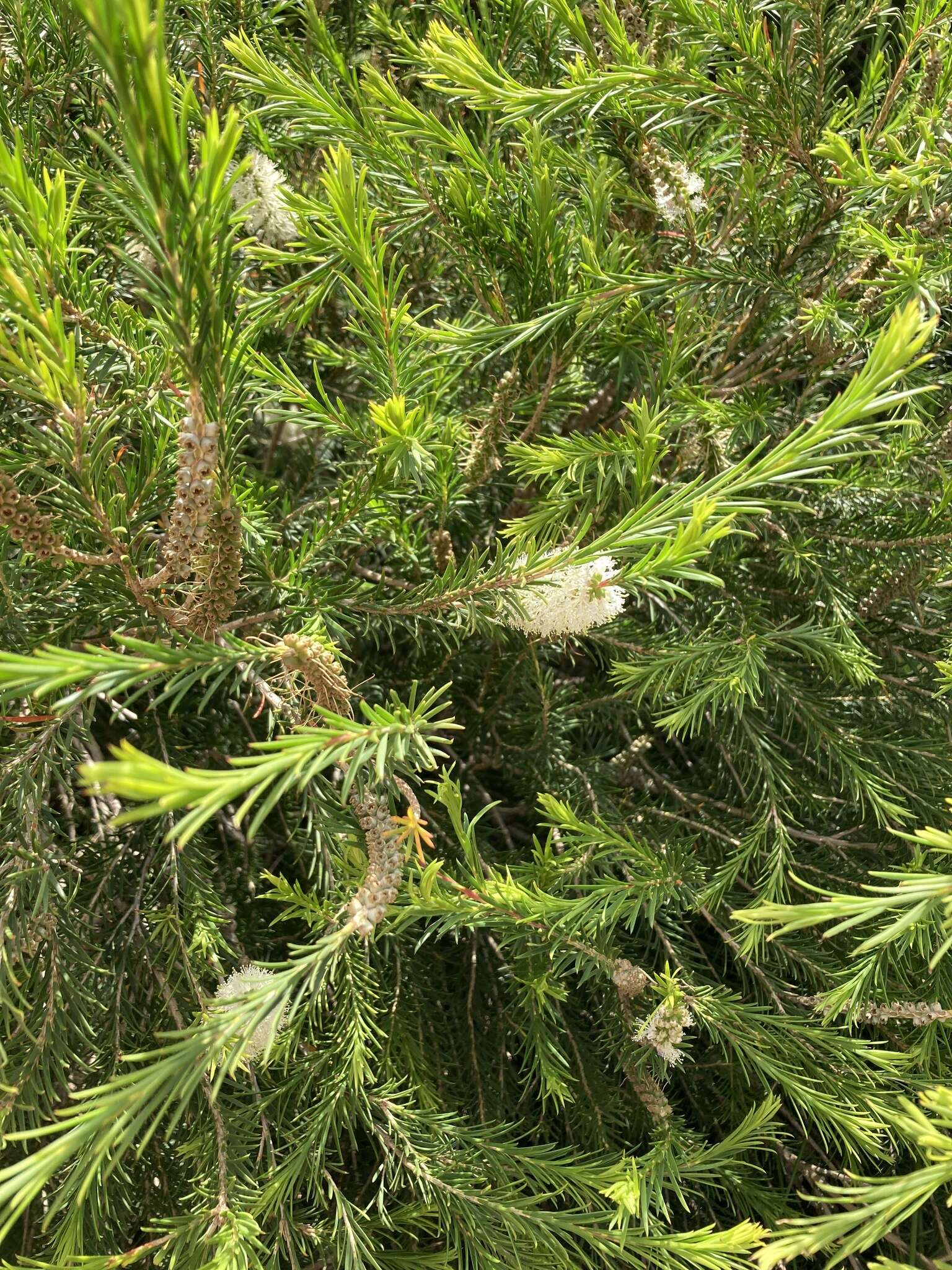 Image of Melaleuca armillaris subsp. armillaris