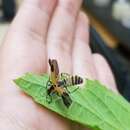 Plancia ëd Eryniopsis lampyridarum (Thaxt.) Humber 1984