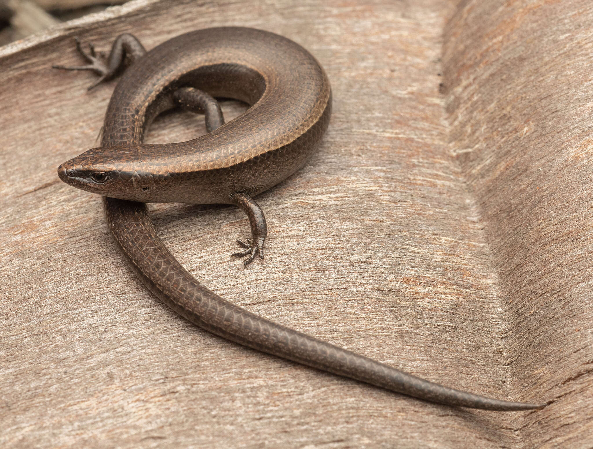 Image of Montane Sunskink