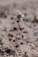 Image de Drosera salina N. Marchant & Lowrie