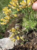 Image of yellow whitlow-grass