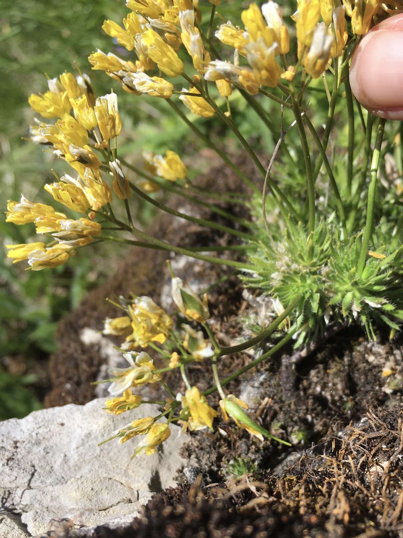 Image of yellow whitlow-grass