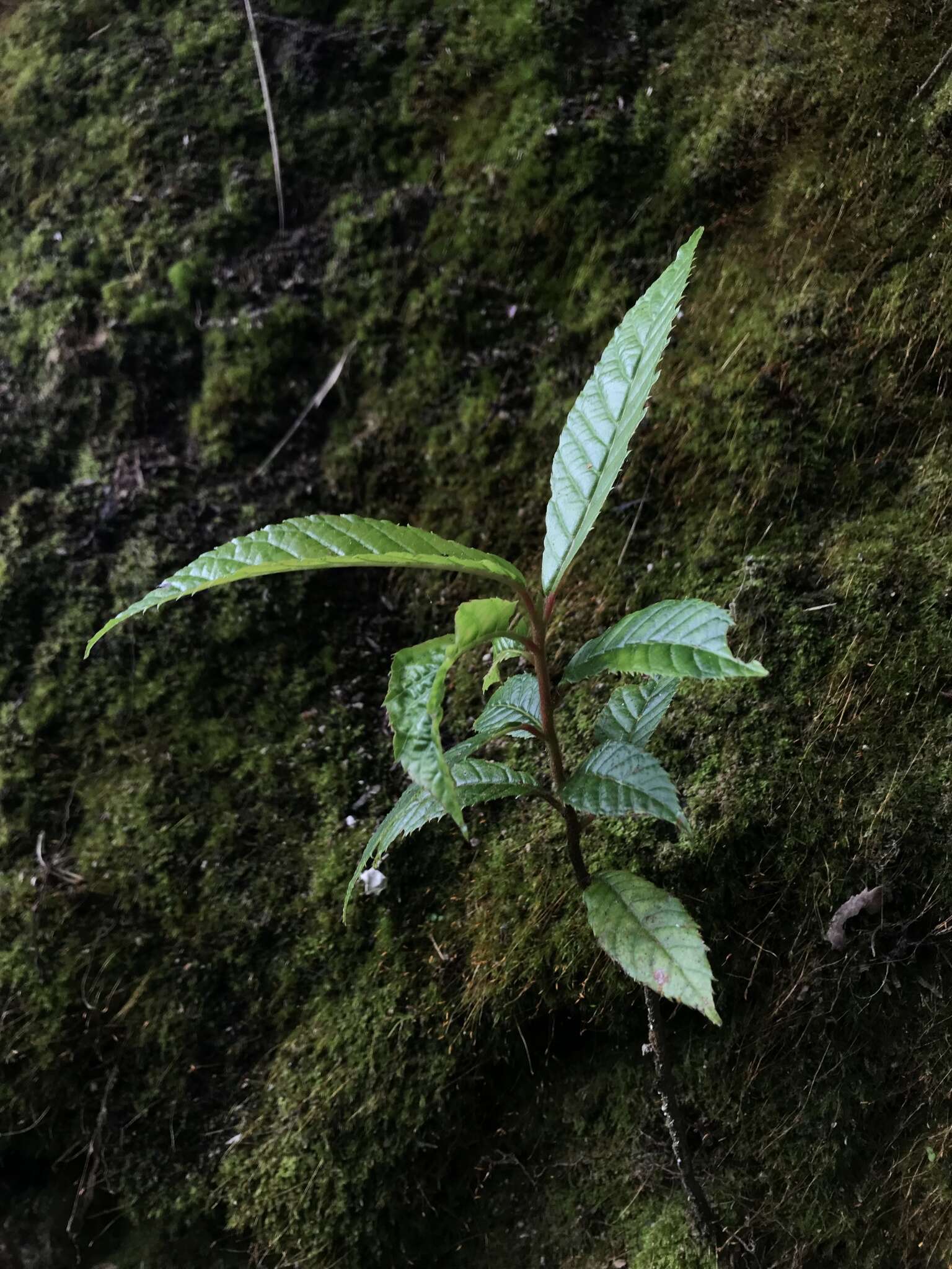 Sivun Clethra fagifolia Kunth kuva