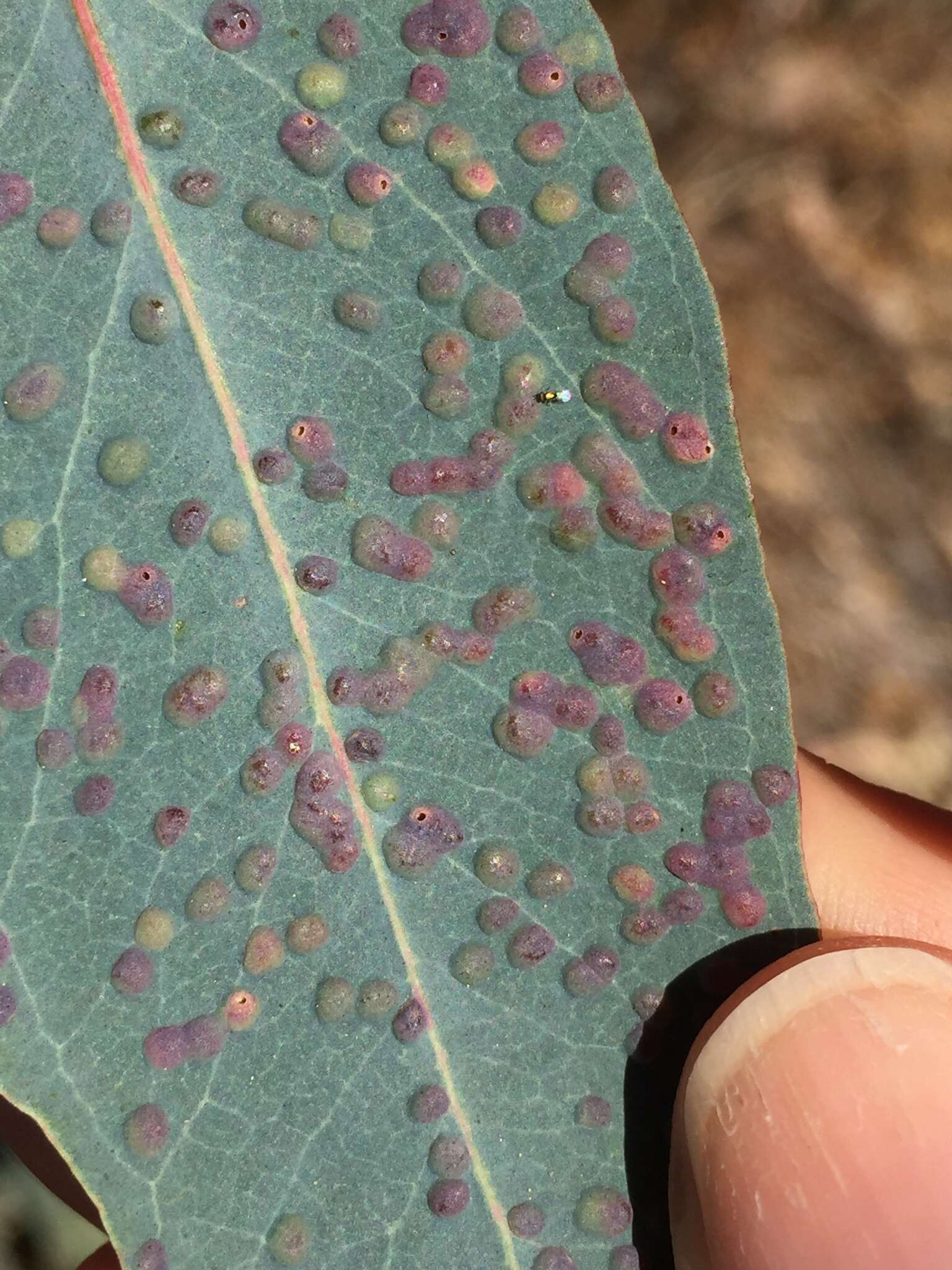 Image of Eucalyptus gall wasp