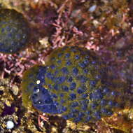 Image de Eudistoma caeruleum (Sluiter 1909)