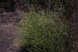 Image of Three-leafed chaff flower