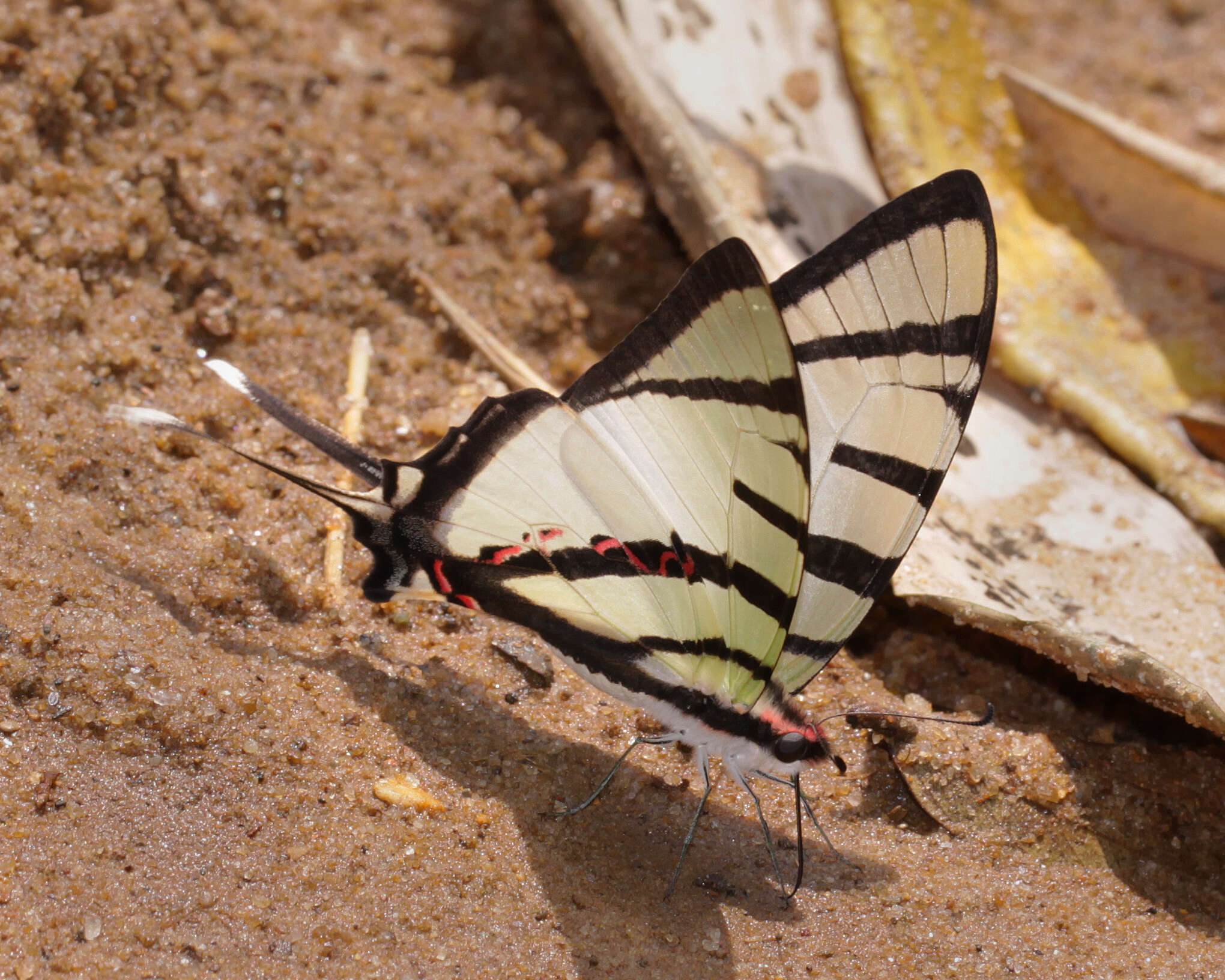 Слика од Graphium agetes (Westwood 1841)