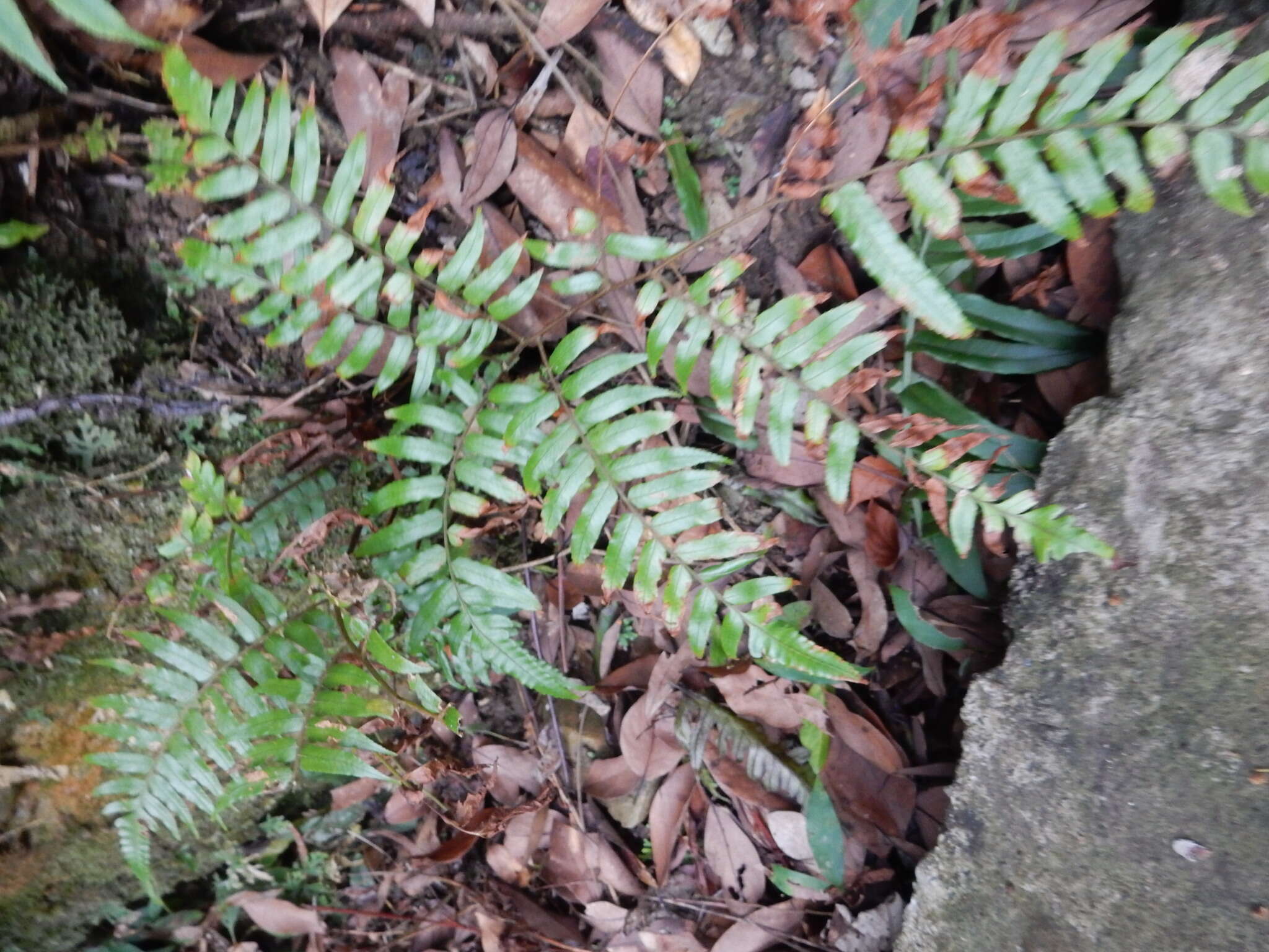 Imagem de Alsophila podophylla Hook.