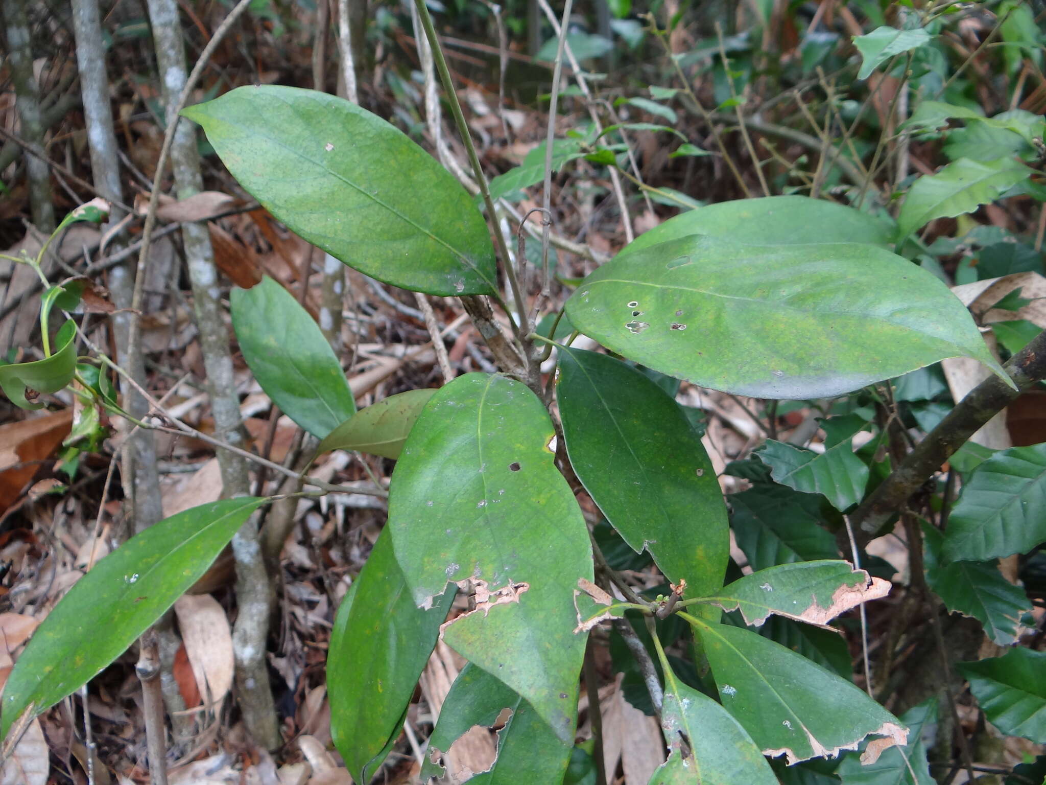 Слика од Lithocarpus taitoensis (Hayata) Hayata