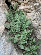 Image of viscid lipfern