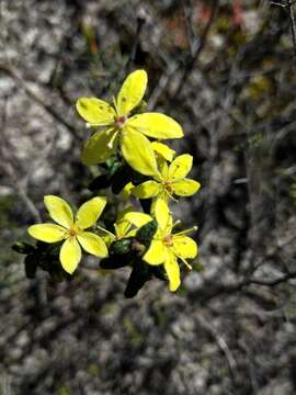 Слика од Asterolasia muricata J. M. Black