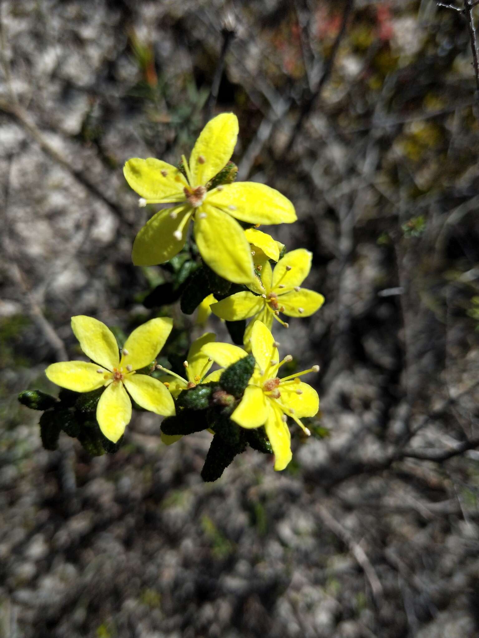 Image of Asterolasia muricata J. M. Black