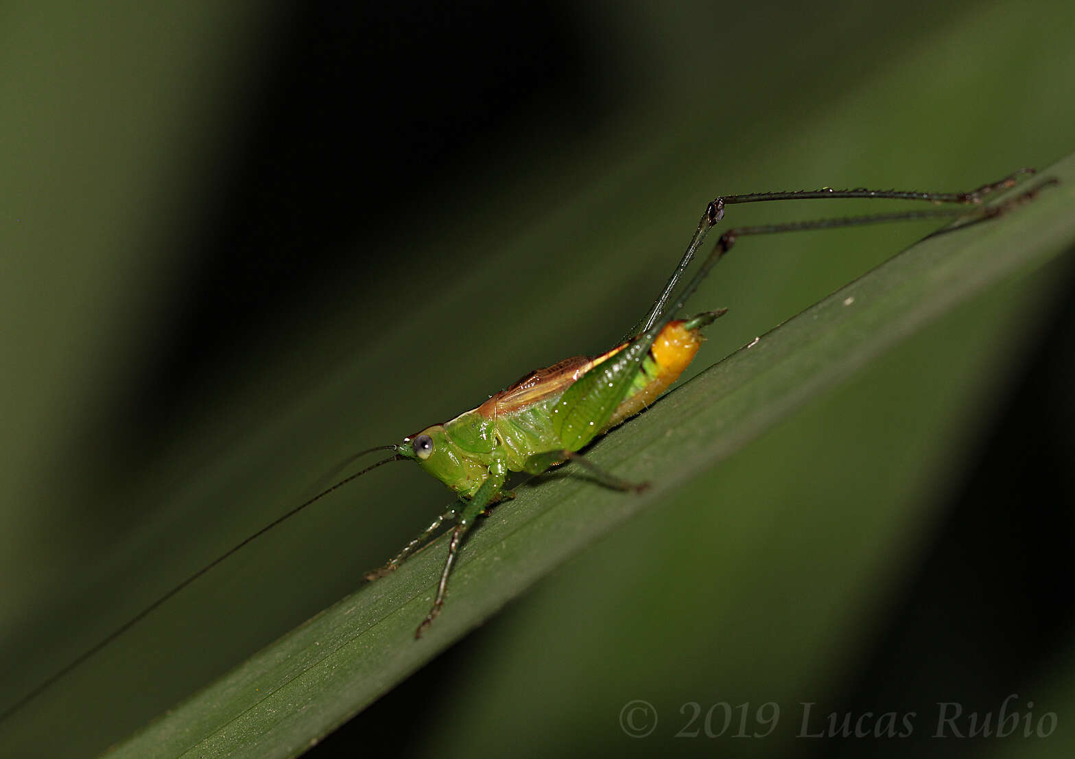 Image de Conocephalus (Anisoptera) ochrotelus Rehn, J. A. G. & Hebard 1915