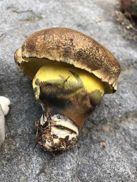 Imagem de Cyanoboletus