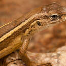 Image de Iguane de Gravenhorst