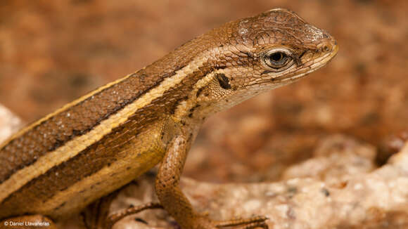 Image of Gravenhorst's Tree Iguana