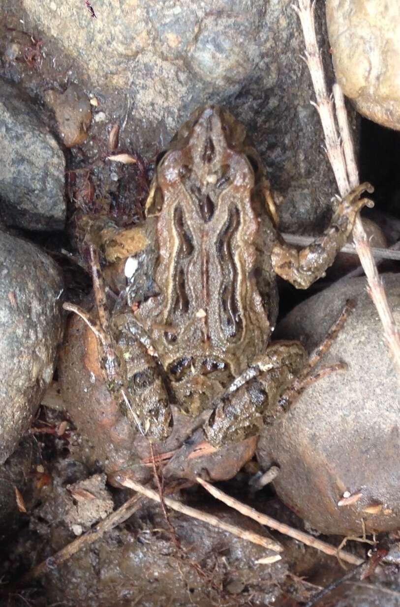 Image of Brown Froglet