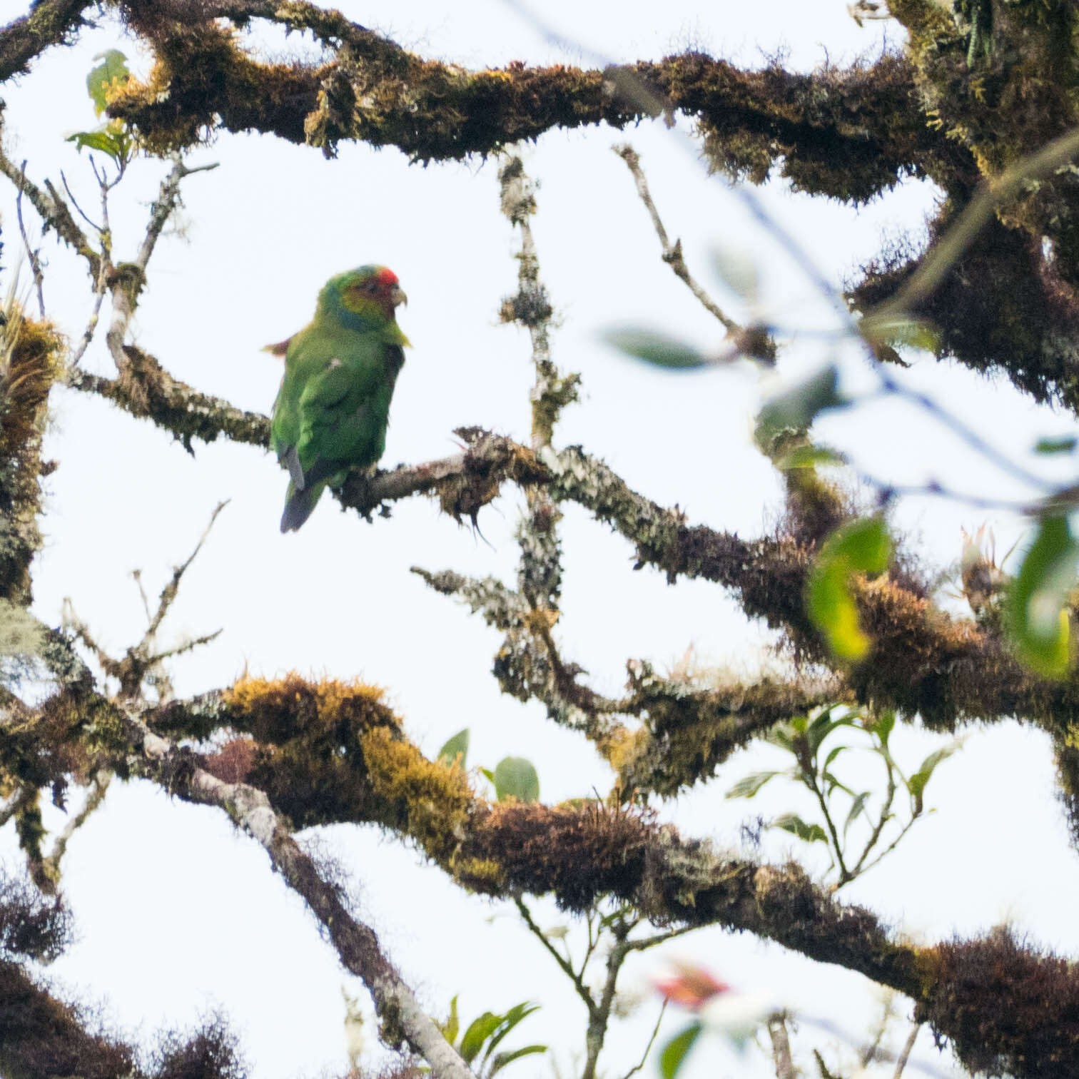 Image of Red-faced Parrot