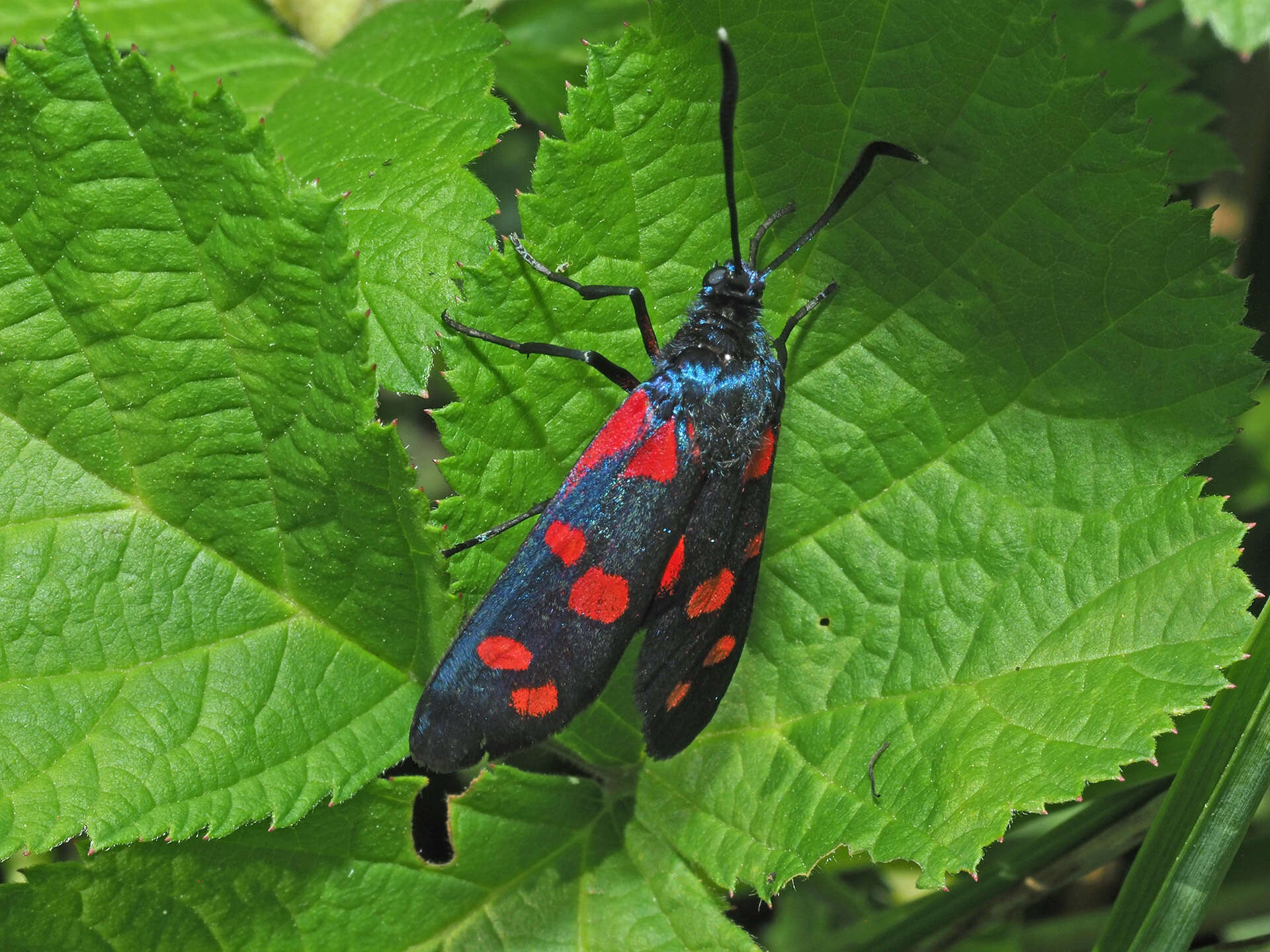 Imagem de Zygaena ephialtes Linnaeus 1767