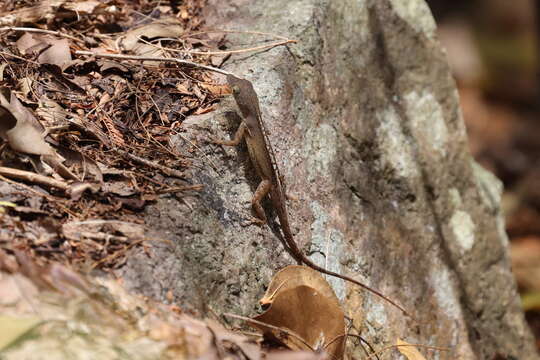 Anolis marmoratus caryae Lazell 1964 resmi